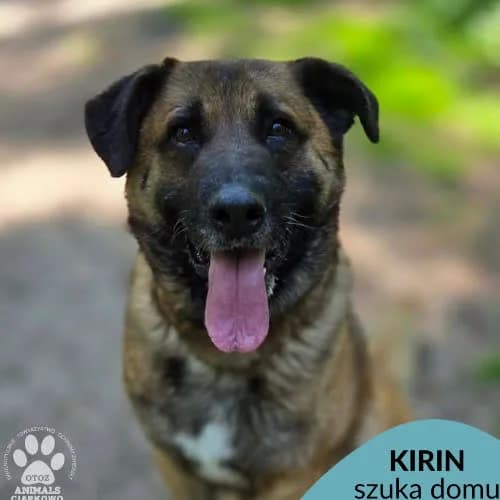 Kirin, male puppy Mixed Breed for adoption at Fundacja Puszatek, Warszawa