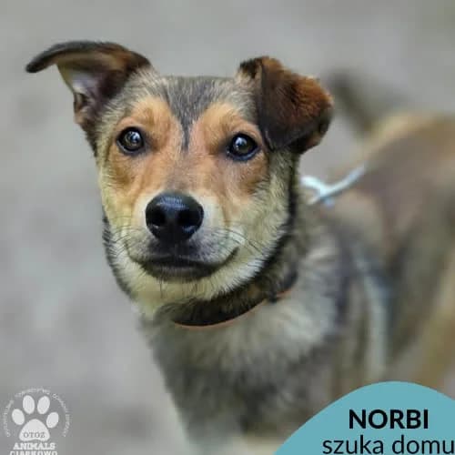 Norbi, male puppy Mixed Breed for adoption at Fundacja Puszatek, Warszawa