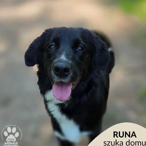 Runa, female puppy Mixed Breed for adoption at Fundacja Puszatek, Warszawa