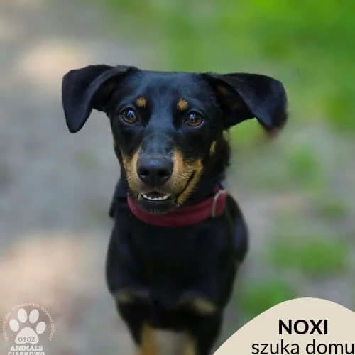 Noxi, female puppy Mixed Breed for adoption at Fundacja Puszatek, Warszawa