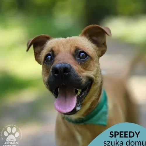 Speedy, male puppy Mixed Breed for adoption at Fundacja Puszatek, Warszawa