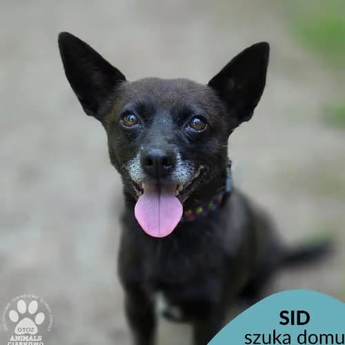 Sid, male puppy Mixed Breed for adoption at Fundacja Puszatek, Warszawa