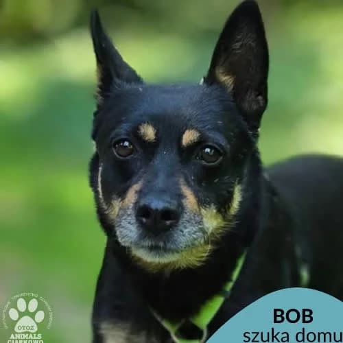 Bob, male puppy Mixed Breed for adoption at Fundacja Puszatek, Warszawa