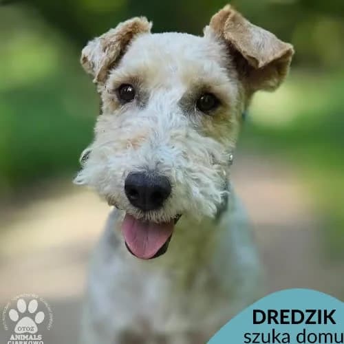 Dredzik, male puppy Mixed Breed for adoption at Fundacja Puszatek, Warszawa