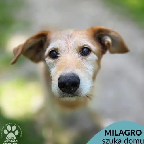 Millagro, male puppy Mixed Breed for adoption at Fundacja Puszatek, Warszawa