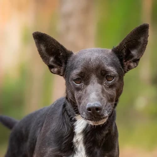 drobinka CZIKITA, female puppy Mixed Breed for adoption at Fundacja Puszatek, Warszawa
