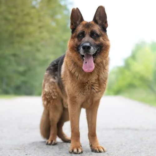 owczarek FONZO, male 7yo Mixed Breed for adoption at Fundacja Puszatek, Warszawa