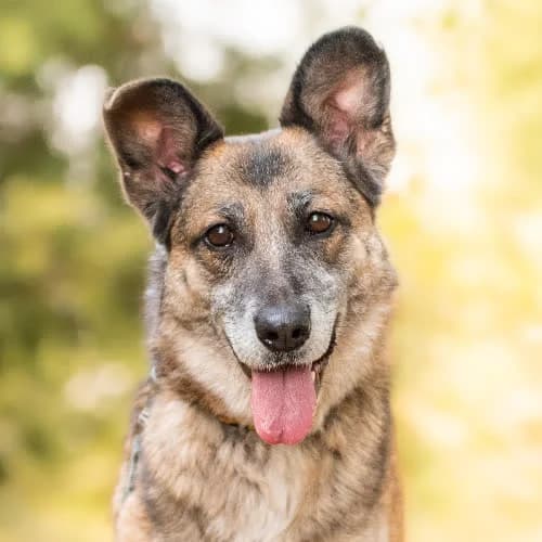 piękna dama LERA, female young Mixed Breed for adoption at Fundacja Puszatek, Warszawa