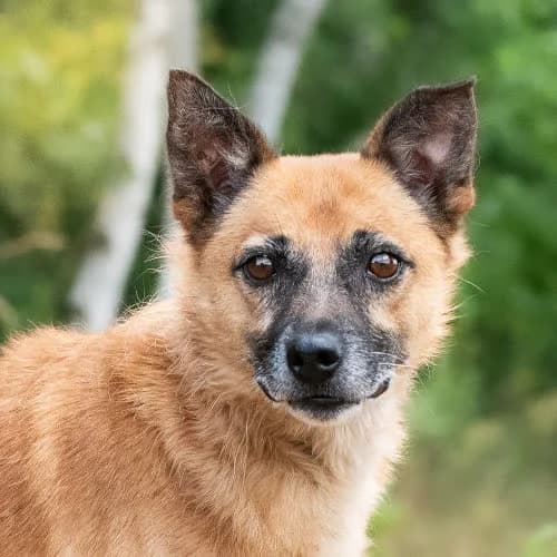 uroczy Ulvar, male 6yo Mixed Breed for adoption at Fundacja Puszatek, Warszawa