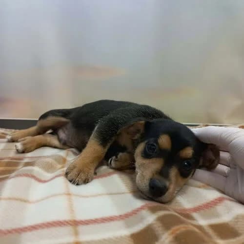 Daryl, male young Mixed Breed for adoption at Fundacja Puszatek, Warszawa