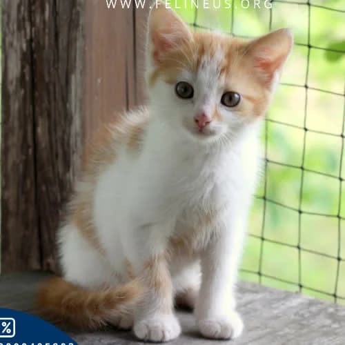 Biszkopt, male 3yo Mixed Breed for adoption at Fundacja Puszatek, Warszawa