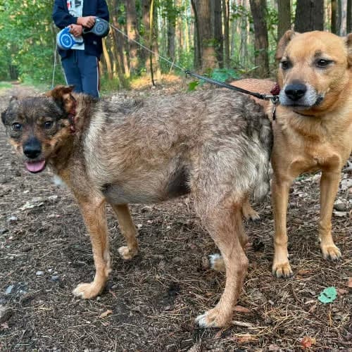 Maksio i Junior, male puppy Mixed Breed for adoption at Fundacja Puszatek, Warszawa