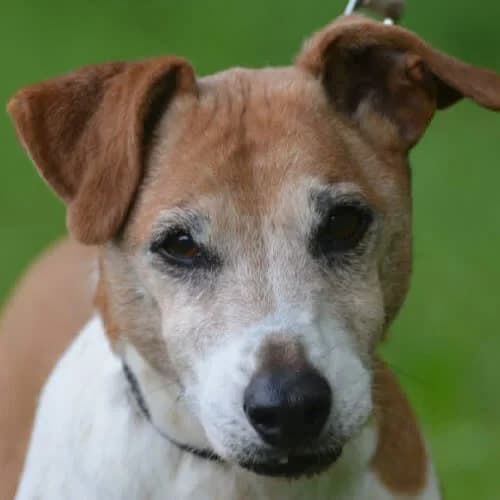 Maylo, male senior Mixed Breed for adoption at Fundacja Puszatek, Warszawa