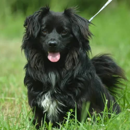 Keno, male puppy Mixed Breed for adoption at Fundacja Puszatek, Warszawa