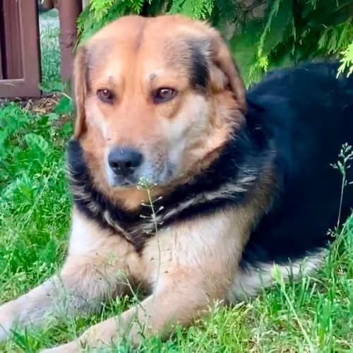 Rambo, male puppy Mixed Breed for adoption at Fundacja Puszatek, Warszawa