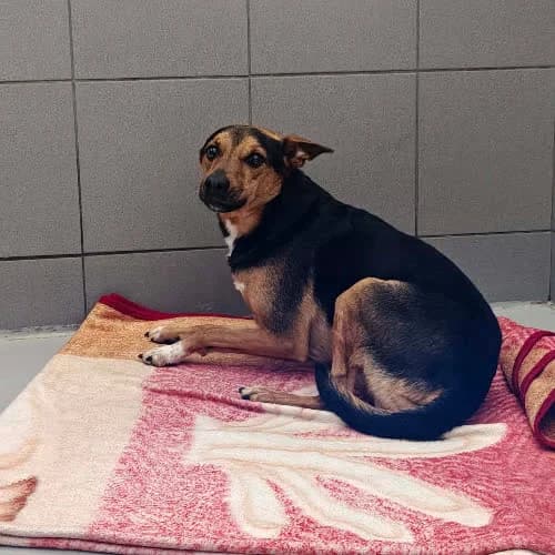 RONIE, male puppy Mixed Breed for adoption at Fundacja Puszatek, Warszawa