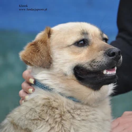 Klusek, male puppy Mixed Breed for adoption at Fundacja Puszatek, Warszawa