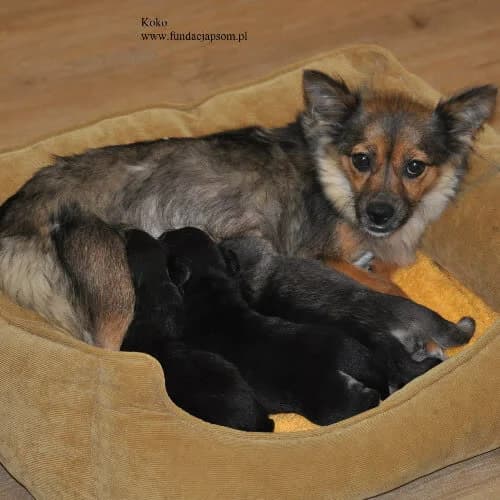 Koko, female puppy Mixed Breed for adoption at Fundacja Puszatek, Warszawa