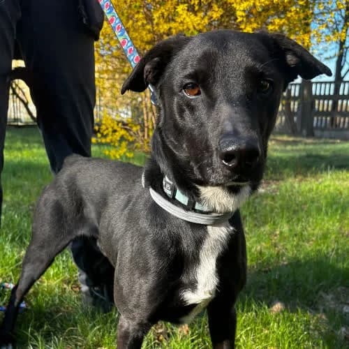 SPEED, male 4yo Mixed Breed for adoption at Fundacja Puszatek, Warszawa