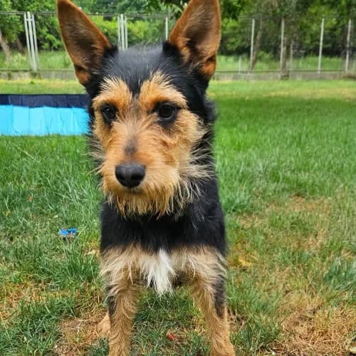 Joker, male senior Mixed Breed for adoption at Fundacja Puszatek, Warszawa