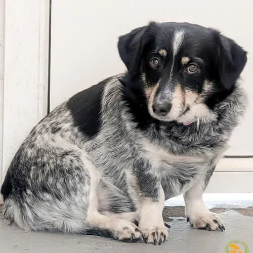 Scrapi, male puppy Mixed Breed for adoption at Fundacja Puszatek, Warszawa