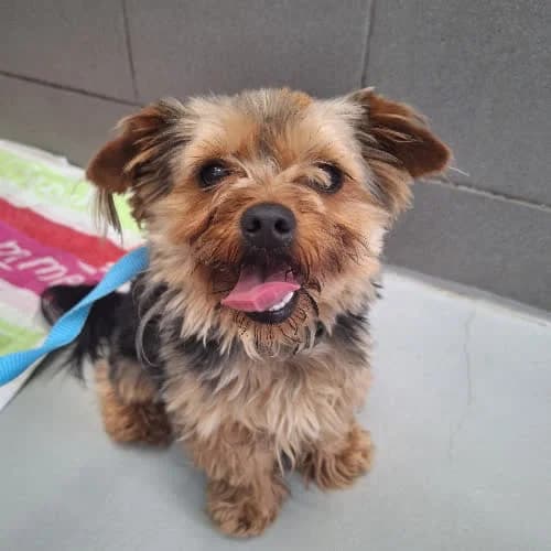 Moris, male puppy Mixed Breed for adoption at Fundacja Puszatek, Warszawa