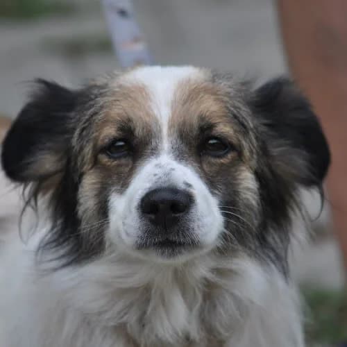 Lea, female puppy Mixed Breed for adoption at Fundacja Puszatek, Warszawa