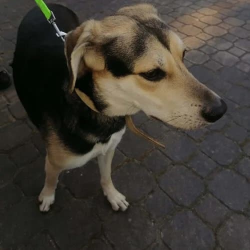 Dori, female 3yo Mixed Breed for adoption at Fundacja Puszatek, Warszawa