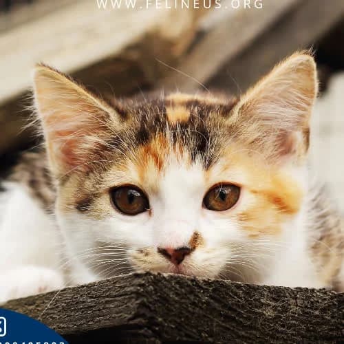 Gwiazdka, female 3yo Mixed Breed for adoption at Fundacja Puszatek, Warszawa