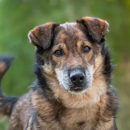 otwarty Galant, male 6yo Mixed Breed for adoption at Fundacja Puszatek, Warszawa