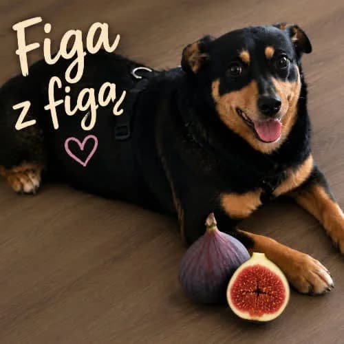 Figa, female puppy Mixed Breed for adoption at Fundacja Puszatek, Warszawa