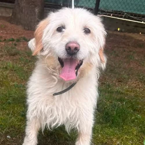 Leon, male senior Mixed Breed for adoption at Fundacja Puszatek, Warszawa