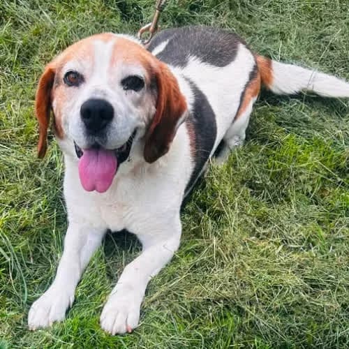 Kent, male 7yo Mixed Breed for adoption at Fundacja Puszatek, Warszawa