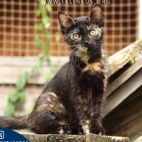 Suza, female 3yo Mixed Breed for adoption at Fundacja Puszatek, Warszawa