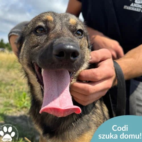 Codi, male puppy Mixed Breed for adoption at Fundacja Puszatek, Warszawa