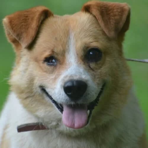 Kapitan, male 7yo Mixed Breed for adoption at Fundacja Puszatek, Warszawa