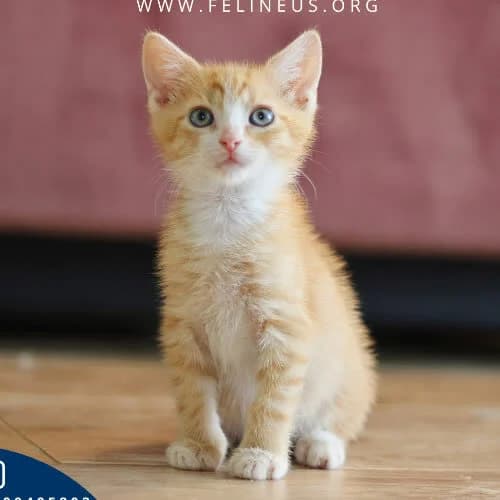 Pysio, male 3yo Mixed Breed for adoption at Fundacja Puszatek, Warszawa