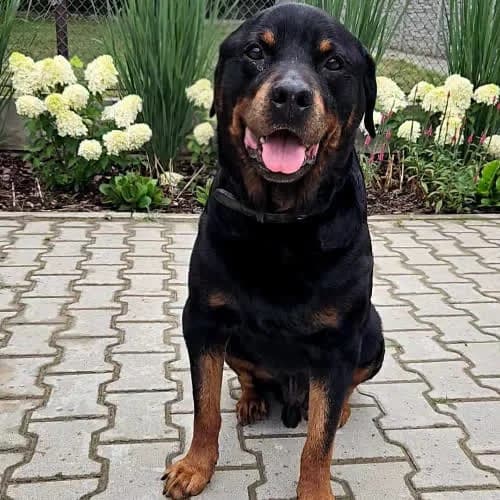 Jupiter, male puppy Mixed Breed for adoption at Fundacja Puszatek, Warszawa