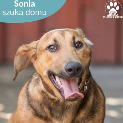 Sonia, male puppy Mixed Breed for adoption at Fundacja Puszatek, Warszawa
