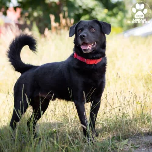 Hades, male puppy Mixed Breed for adoption at Fundacja Puszatek, Warszawa