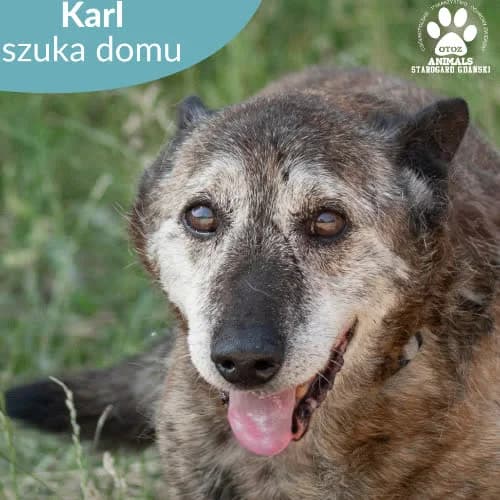 Karl, male puppy Mixed Breed for adoption at Fundacja Puszatek, Warszawa