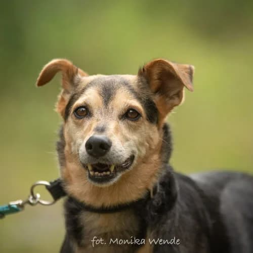 ROKSI, female puppy Mixed Breed for adoption at Fundacja Puszatek, Warszawa