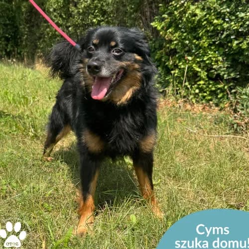 Cyms, male puppy Mixed Breed for adoption at Fundacja Puszatek, Warszawa