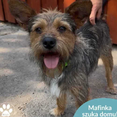 Mafinka, female puppy Mixed Breed for adoption at Fundacja Puszatek, Warszawa