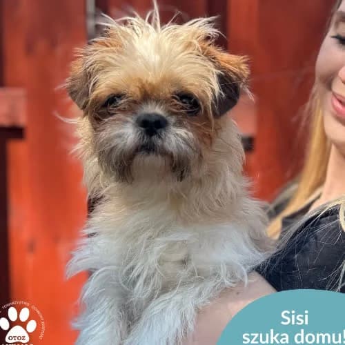 Sisi, female 5yo Mixed Breed for adoption at Fundacja Puszatek, Warszawa