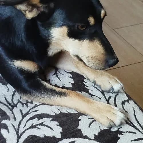 Kama, female senior Mixed Breed for adoption at Fundacja Puszatek, Warszawa