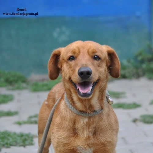 Ronek, male puppy Mixed Breed for adoption at Fundacja Puszatek, Warszawa