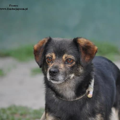Franco, male puppy Mixed Breed for adoption at Fundacja Puszatek, Warszawa