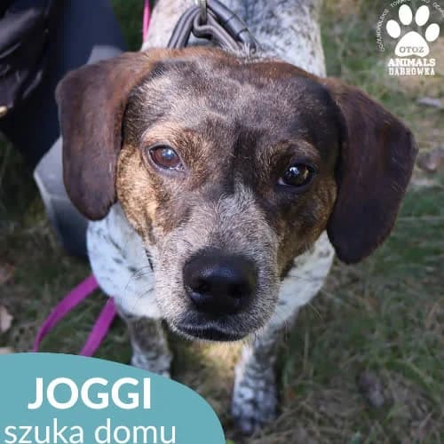 Joggi, male puppy Mixed Breed for adoption at Fundacja Puszatek, Warszawa