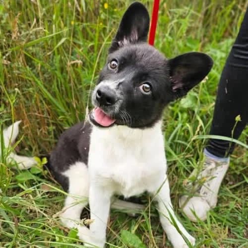 Żabka, female 3yo Mixed Breed for adoption at Fundacja Puszatek, Warszawa